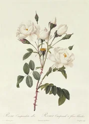 Rosa Campanulata Alba
